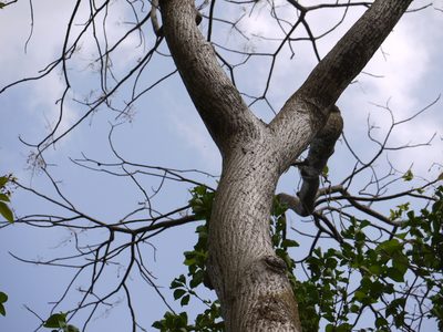 Lannea coromandelica, photographed by Dinesh Valke