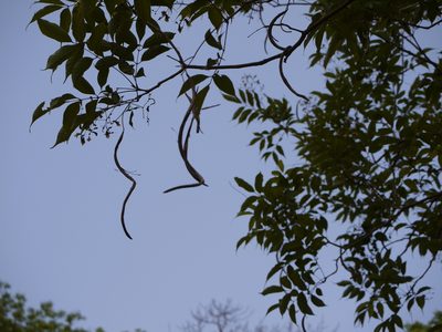 Stereospermum colais, photographed by Dinesh Valke