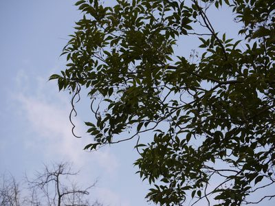 Stereospermum colais, photographed by Dinesh Valke