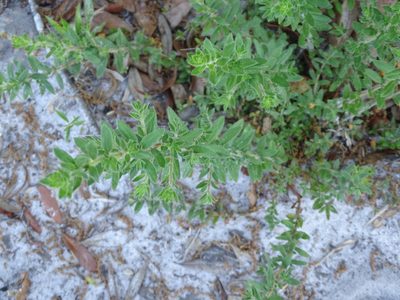 Lechea mucronata, photographed by Michael W Belitz