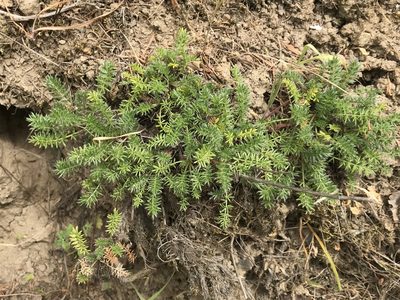 Acaena pinnatifida, photographed by LJ Moore-McClelland