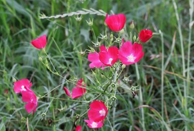 Callirhoe leiocarpa, photographed by Vicki Miller