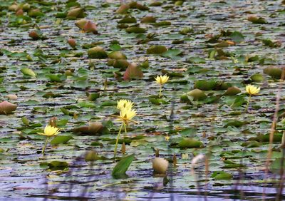 Nymphaea mexicana, photographed by Vicki Miller