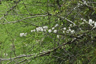 Malus orientalis, photographed by Марина Садыкова