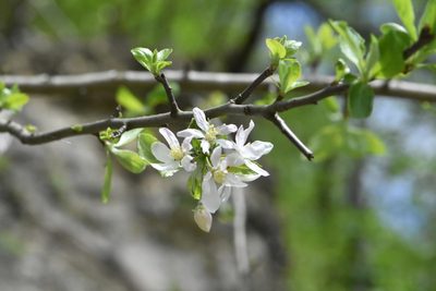 Malus orientalis, photographed by Марина Садыкова