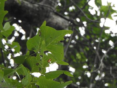 Erythrina numerosa, photographed by Greg Tasney