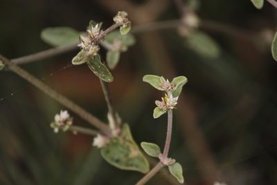 Alternanthera halimifolia, photographed by Ruth Gutiérrez Oliveros