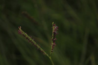 Paspalum vaginatum, photographed by Ruth Gutiérrez Oliveros