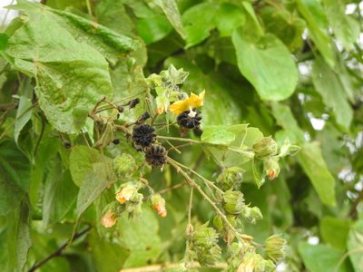 Abutilon auritum, photographed by Greg Tasney
