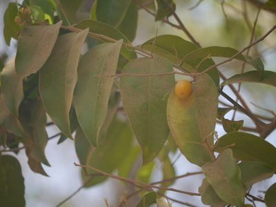 Olax imbricata, photographed by Dinesh Valke