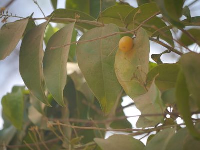 Olax imbricata, photographed by Dinesh Valke