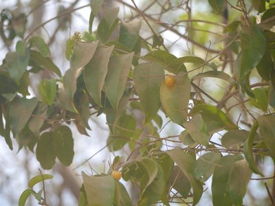 Olax imbricata, photographed by Dinesh Valke