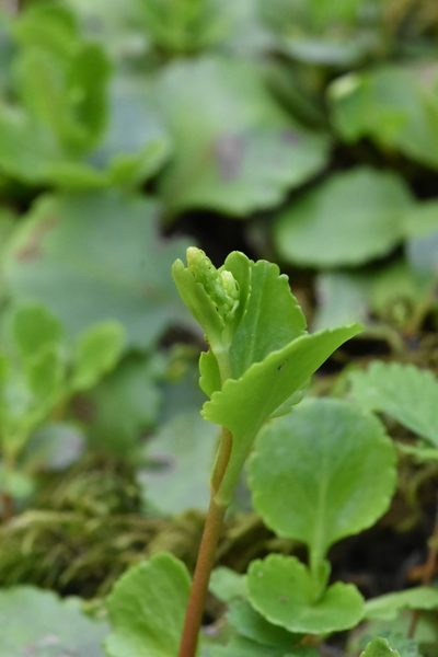 Chiastophyllum oppositifolium, photographed by Марина Садыкова