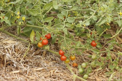 Solanum pimpinellifolium, photographed by Ruth Gutiérrez Oliveros