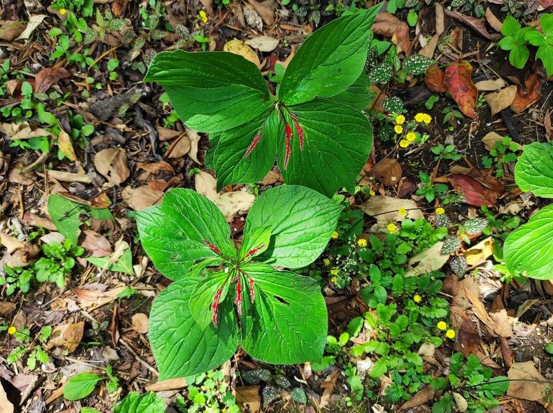 Spigelia splendens, photographed by Hersson Ramírez