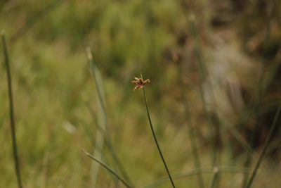 Schoenoplectus americanus, photographed by Ruth Gutiérrez Oliveros