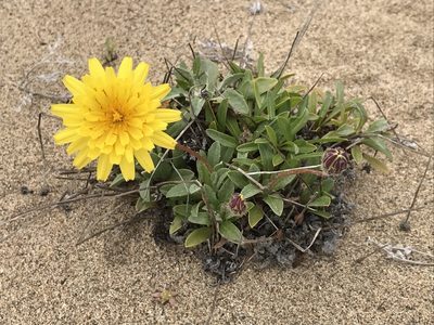 Agoseris apargioides, photographed by LJ Moore-McClelland