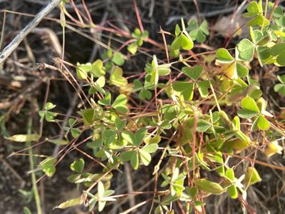 Oxalis californica, photographed by Rachel Whitt