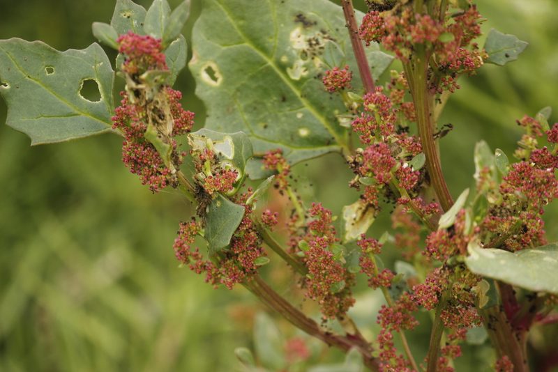 Chenopodium macrospermum, photographed by Ruth Gutiérrez Oliveros