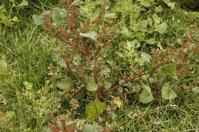 Chenopodium macrospermum, photographed by Ruth Gutiérrez Oliveros
