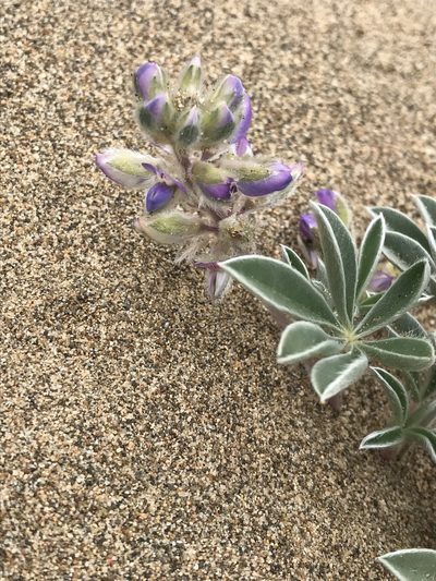 Lupinus tidestromii, photographed by LJ Moore-McClelland