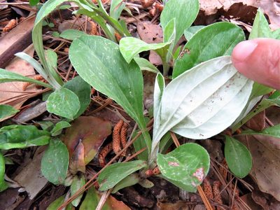 Antennaria parlinii, photographed by Annika Lindqvist
