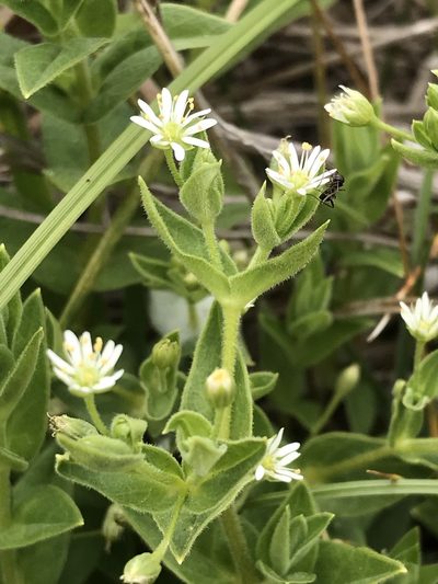 Stellaria littoralis, photographed by LJ Moore-McClelland