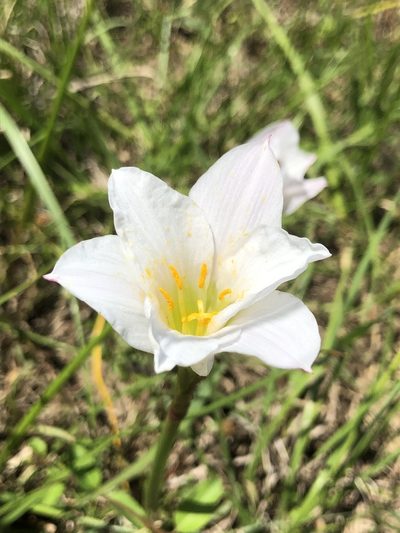 Zephyranthes simpsonii, photographed by John Kees