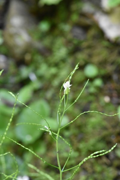 Arabis nordmanniana, photographed by Марина Садыкова