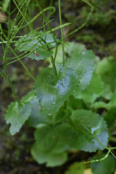Arabis nordmanniana, photographed by Марина Садыкова