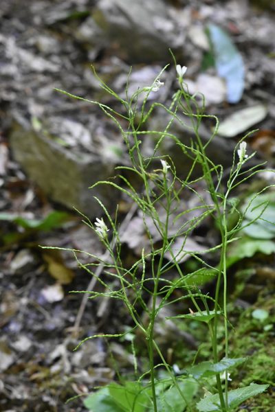 Arabis nordmanniana, photographed by Марина Садыкова