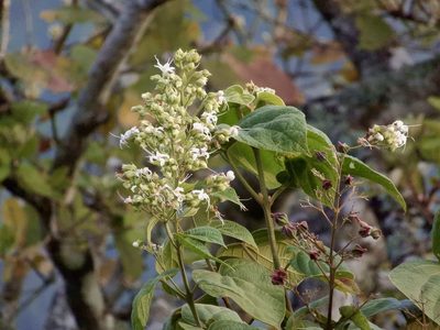 Clerodendrum infortunatum, photographed by Seema Merchant