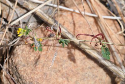 Acmispon micranthus, photographed by Shawn O'Donnell