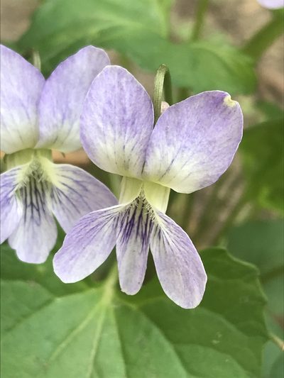 Viola sororia, photographed by Ryan Donnelly