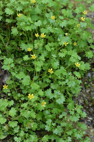 Saxifraga cymbalaria, photographed by Марина Садыкова