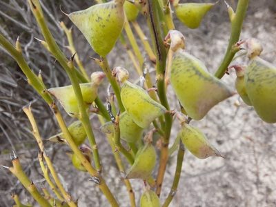 Daviesia brevifolia, photographed by spacegecko