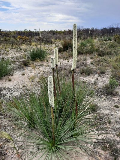 Xanthorrhoea caespitosa, photographed by spacegecko
