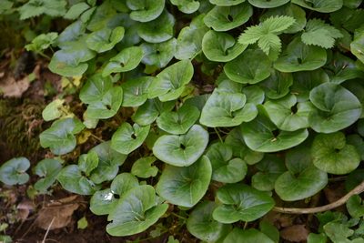 Asarum caucasicum, photographed by Марина Садыкова