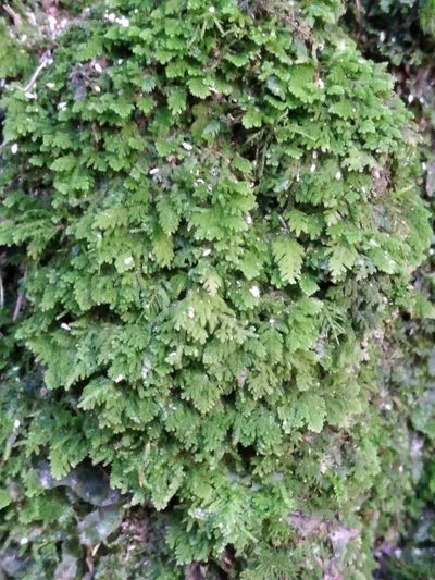 Trichocolea wattsiana, photographed by Leon Perrie