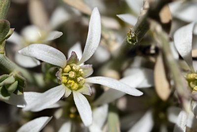 Glossopetalon spinescens, photographed by Cecelia Alexander