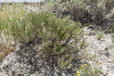 Frankenia jamesii, photographed by Cecelia Alexander