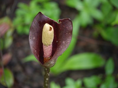 Amorphophallus commutatus, photographed by Dinesh Valke