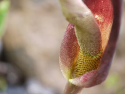 Amorphophallus commutatus, photographed by Dinesh Valke