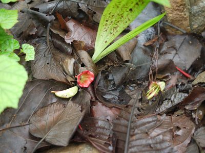 Tolypanthus lageniferus, photographed by Dinesh Valke