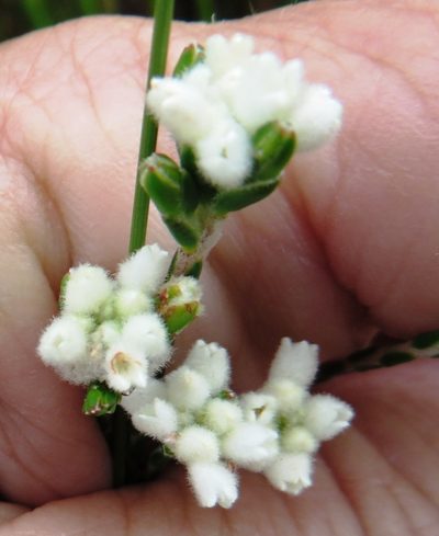 Lachnaea greytonensis, photographed by linkie