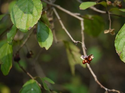 Gymnosporia puberula, photographed by Dinesh Valke