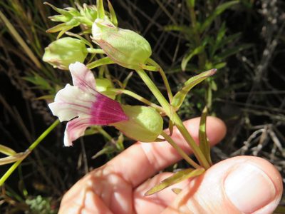 Melasma scabrum, photographed by linkie