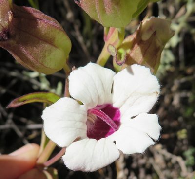 Melasma scabrum, photographed by linkie