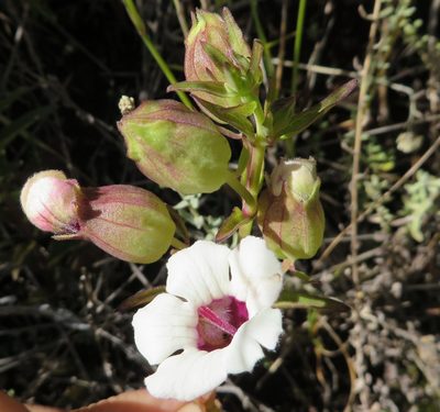 Melasma scabrum, photographed by linkie