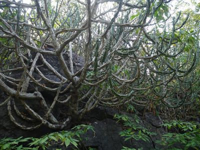 Euphorbia neriifolia, photographed by Dinesh Valke